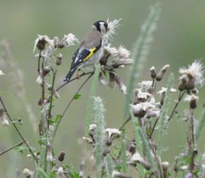 Semez ou laissez pousser des fleurs qui produisent des graines pour les  oiseaux