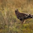 Aigle criard immature dans les Landes (France)