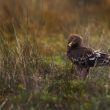 Aigle criard immature à Saint-Martin-de-Seignanx