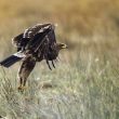 Aigle criard immature dans les Landes
