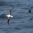 Albatros royal et Labbe du Chili au large de Concepción (Chili)