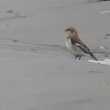 Bruant des neiges en baie de Somme