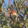Cardinal à poitrine rose en Bretagne