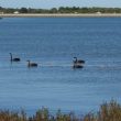Cygnes noirs sur l’île de Noirmoutier
