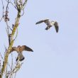 Elanion blanc houspillant un Faucon crécerelle