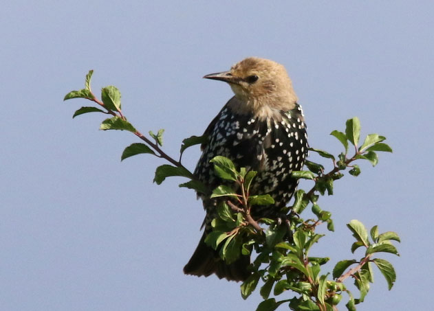 Étourneau sansonnet juvénile dans l’Eure