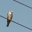 Faucon kobez de première année dans l’Hérault