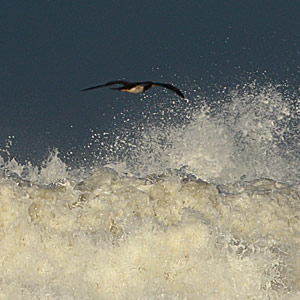 Galerie : un Fou brun devant la plage de Tarnos (Landes) le 6/11/2019
