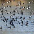 Fuligules morillons sur le lac du Bourget
