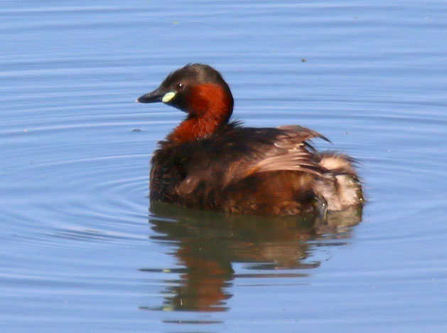 Grèbe castagneux dans l&rsquo;Eure