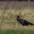 Un Ibis chauve dans les Landes