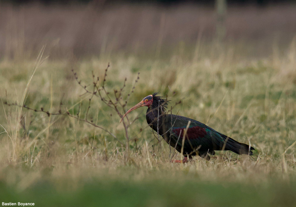 Ibis chauve (Geronticus eremita)