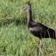 Ibis falcinelle dans le Morbihan