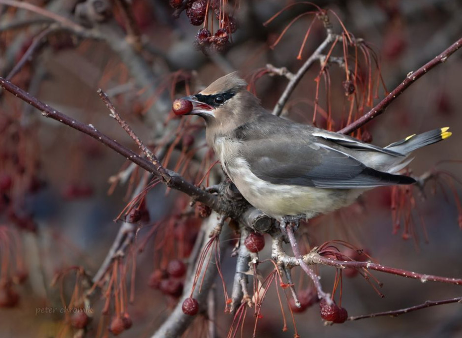 Jaseur d&rsquo;Amérique