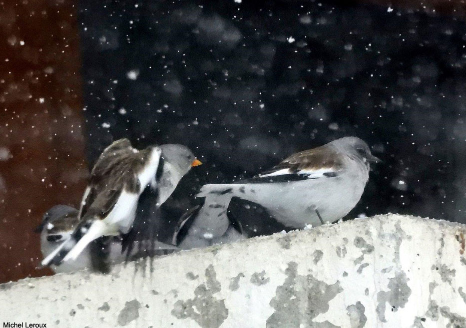 Niverolles alpines sous la neige