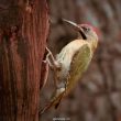 Pic de Levaillant | Picus vaillantii | Levaillant&rsquo;s Woodpecker