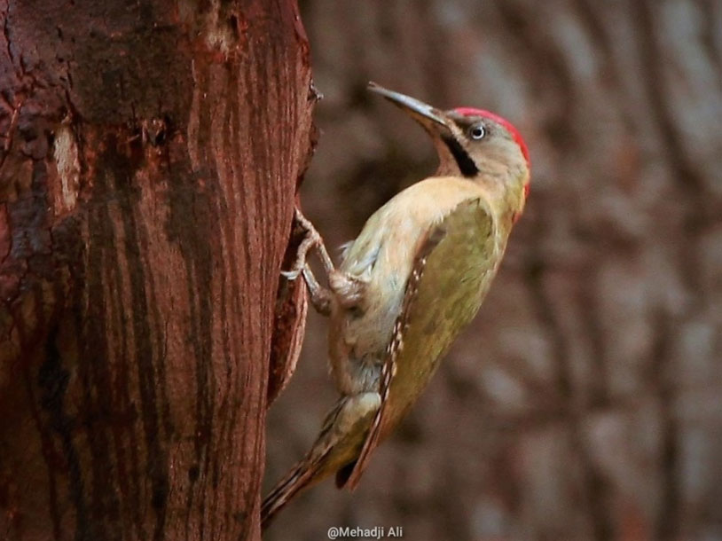 Pic de Levaillant | Picus vaillantii | Levaillant&rsquo;s Woodpecker