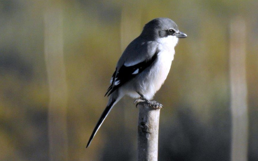 Pie-grièche méridionale en Andalousie