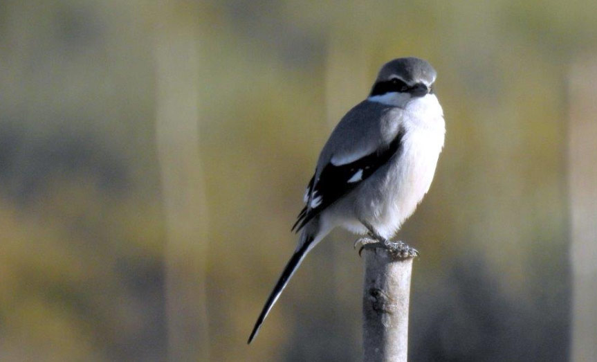 Pie-grièche méridionale en Andalousie