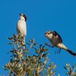 Couple de Pies-grièches à tête rousse