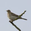 Pipit spioncelle dans l’Eure
