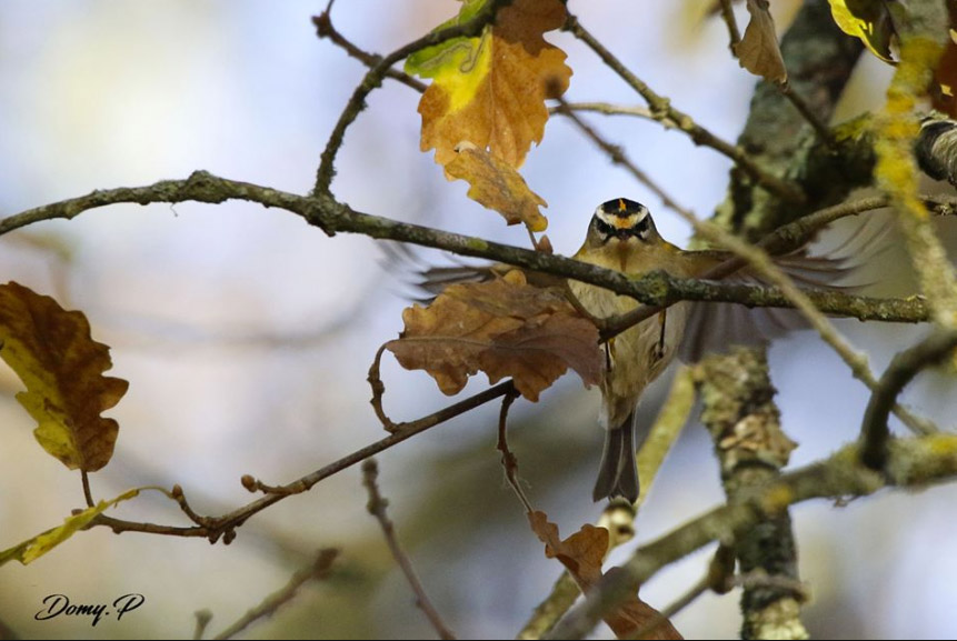 Roitelet triple-bandeau en Haute-Garonne