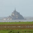 Troupe de Tadornes de Belon devant le Mont Saint-Michel