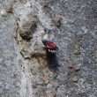 Tichodrome échelette sur le rocher de Dinant