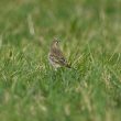 Pipit de Richard dans le Var