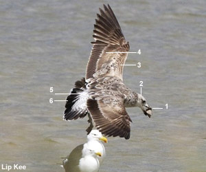 Goéland du Cap (Larus dominicanus vetula) de première année