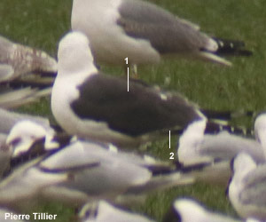 Goéland brun (Larus fuscus)