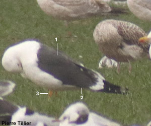 Goéland brun (Larus fuscus)