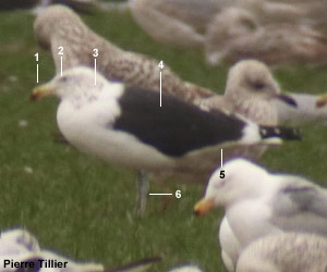 Goéland du Cap (Larus dominicanus vetula) de quatrième année