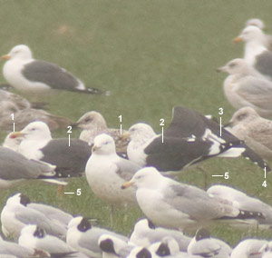 Goéland du Cap (Larus dominicanus vetula) de quatrième année