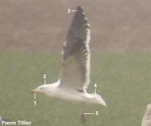 Goéland du Cap (Larus dominicanus vetula) de quatrième année