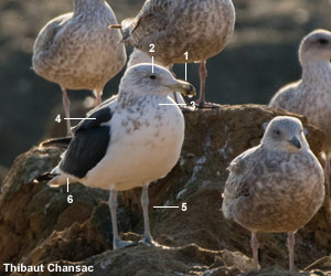 Goéland du Cap (Larus dominicanus vetula) de quatrième année