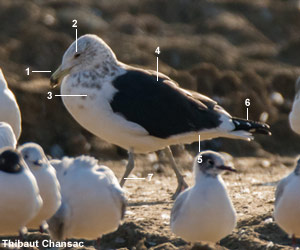 Goéland du Cap (Larus dominicanus vetula) de quatrième année