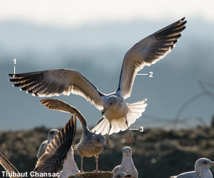 Goéland du Cap (Larus dominicanus vetula) de quatrième année