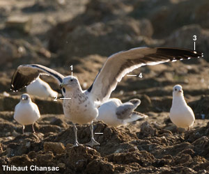 Goéland du Cap (Larus dominicanus vetula) de quatrième année