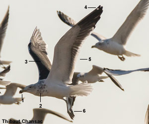 Goéland du Cap (Larus dominicanus vetula) de quatrième année