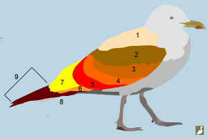 Topographies du dos et de l'aile d'un goéland