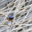 Gorgebleue chanteur près d’Agon-Coutainville