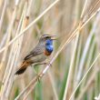 Gorgebleue à miroir chanteur