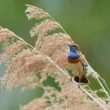 Gorgebleue à miroir chanteur