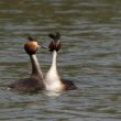 Parade nuptiale de Grèbes huppés