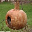 Halloween : transformer une citrouille en un abri/nichoir pour les oiseaux
