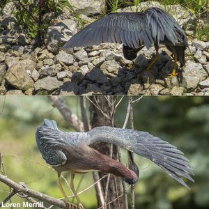 La technique originale d&rsquo;un Héron vert pour se débarrasser de ses parasites