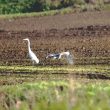 Héron cendré et Grande Aigrette dans l’Oise