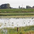 Observer les oiseaux près d’Hondschoote (Nord) : prairies, wateringues et mares