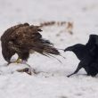 Corvidés et rapaces : des relations difficiles